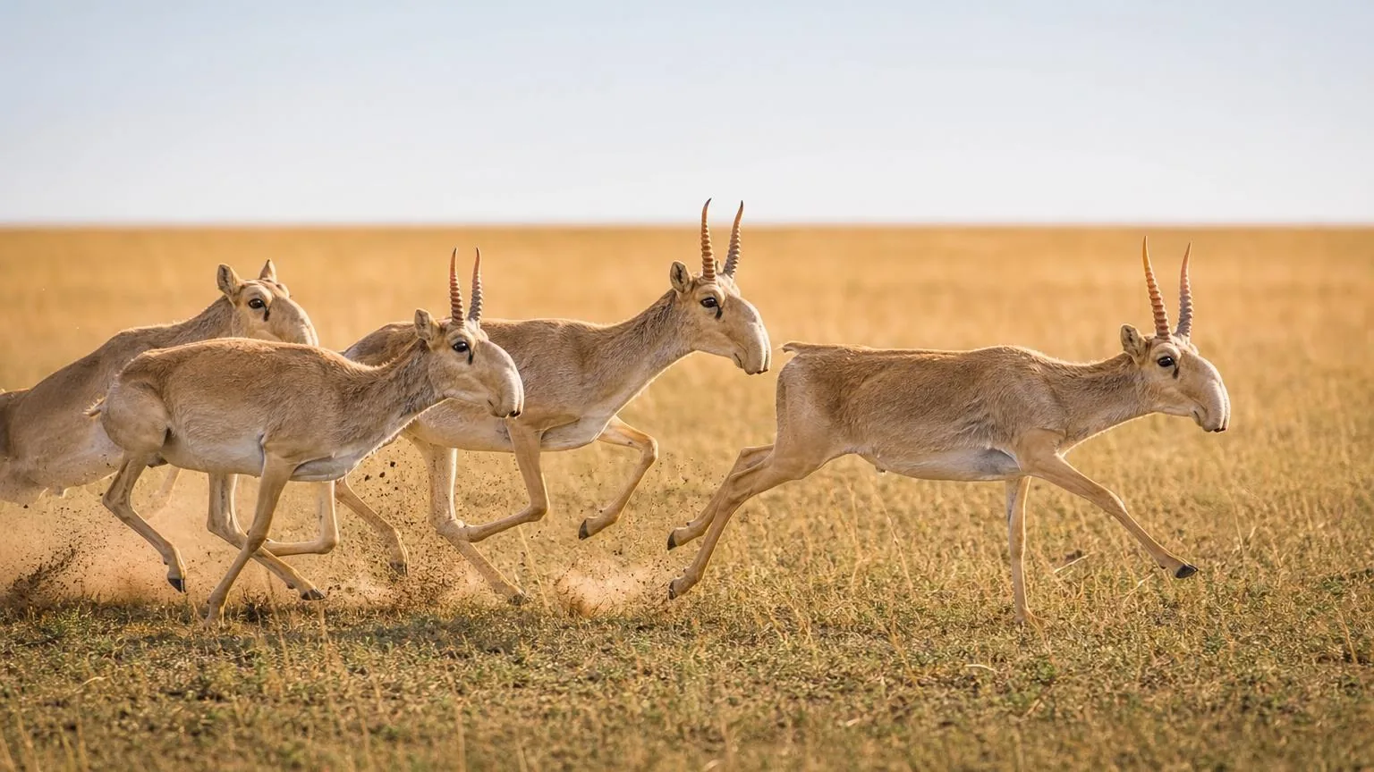 Saiga antelope running across open grassland