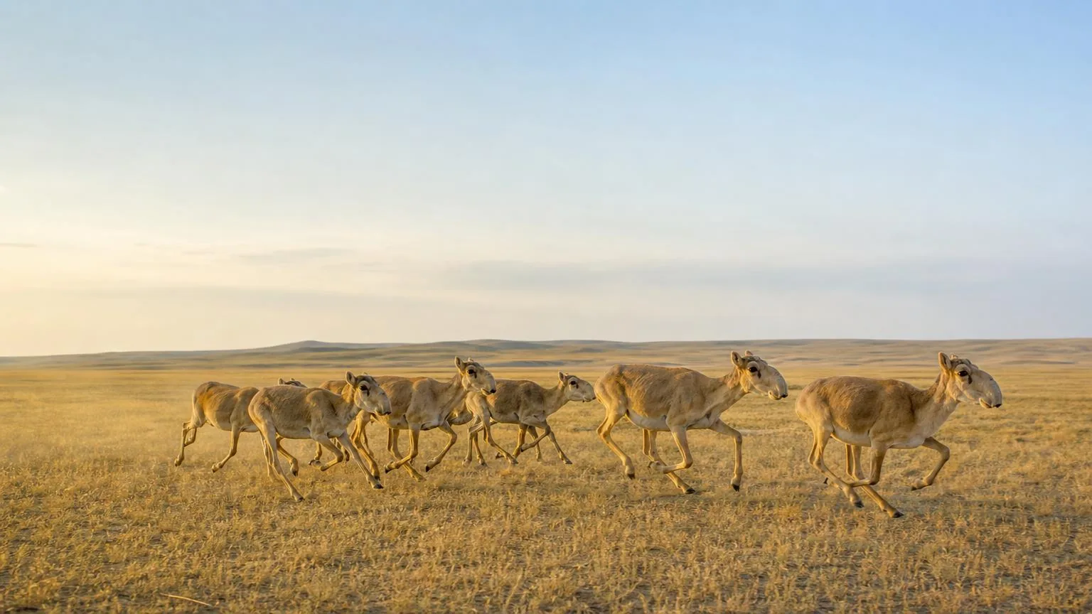 Saiga herd running freely across the open steppe