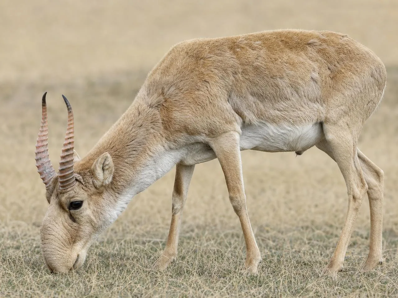 Close view of a saiga grazing in short grass