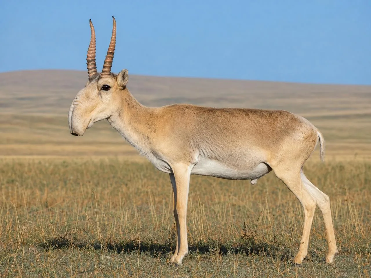 A single saiga antelope standing in grassland, its distinctive nose in profile