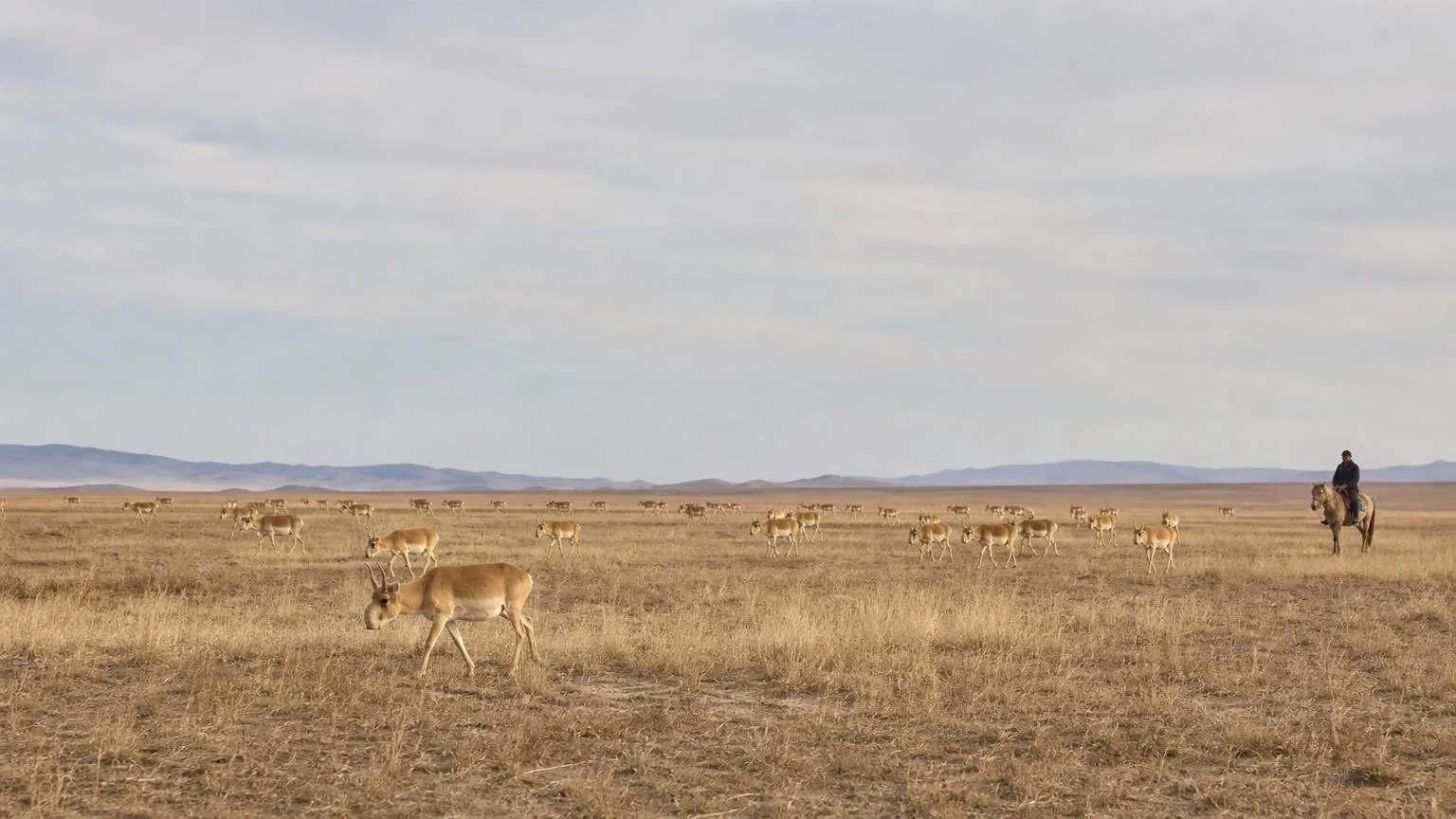 Saiga herd dispersed across a wide dry plain