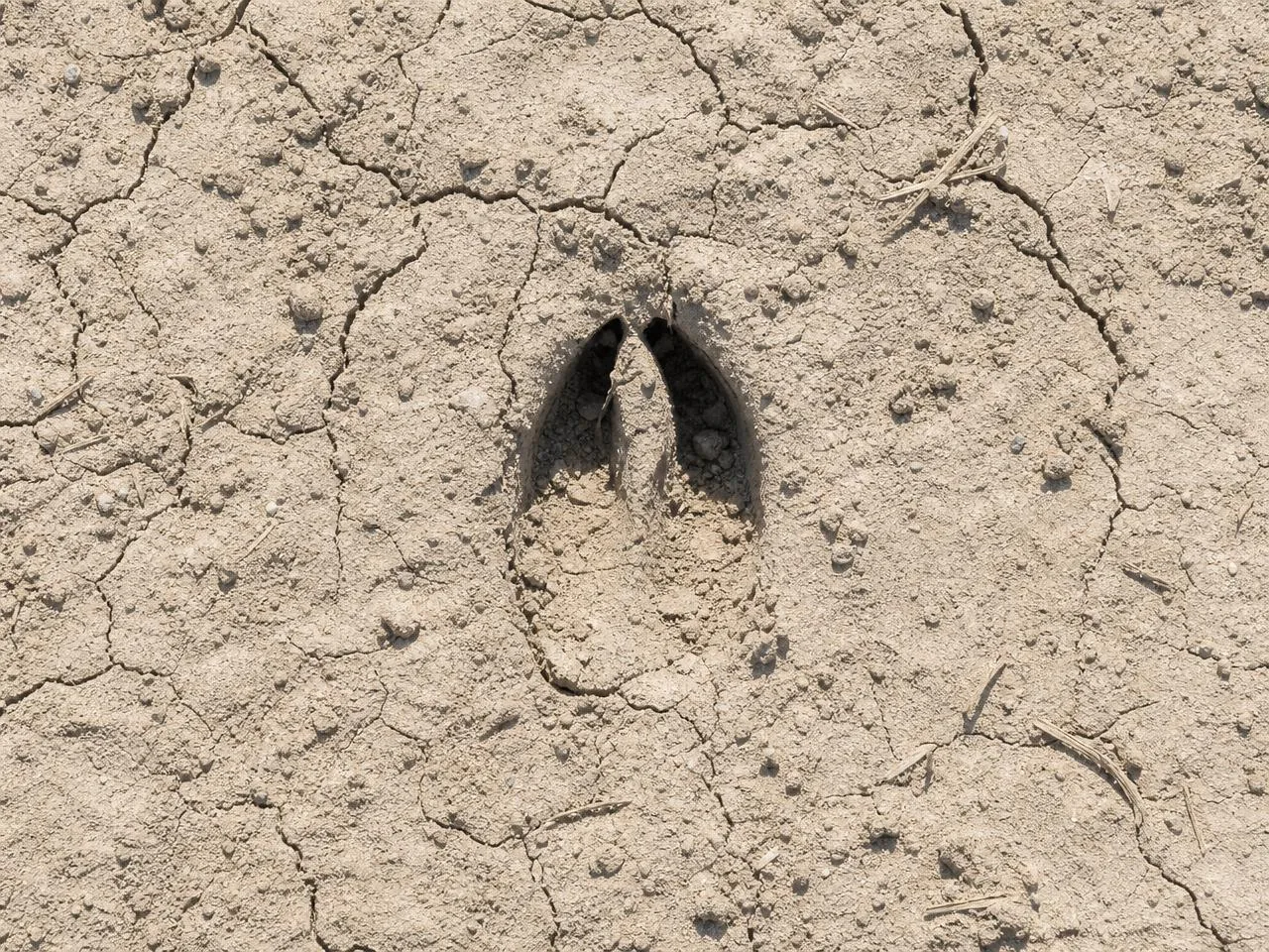Saiga tracks in dry ground
