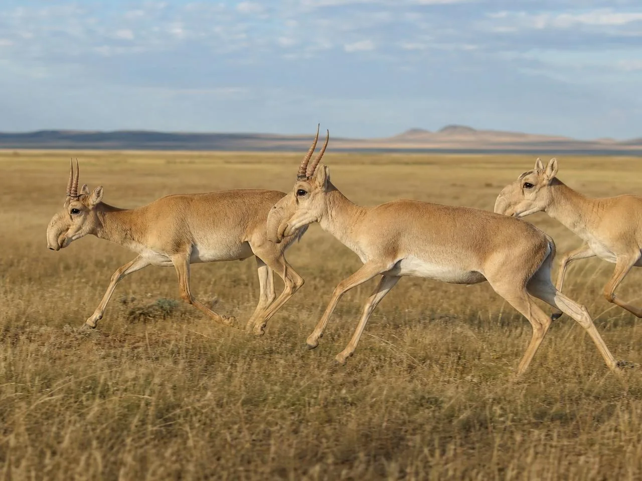 A small group of saiga moving through grassland