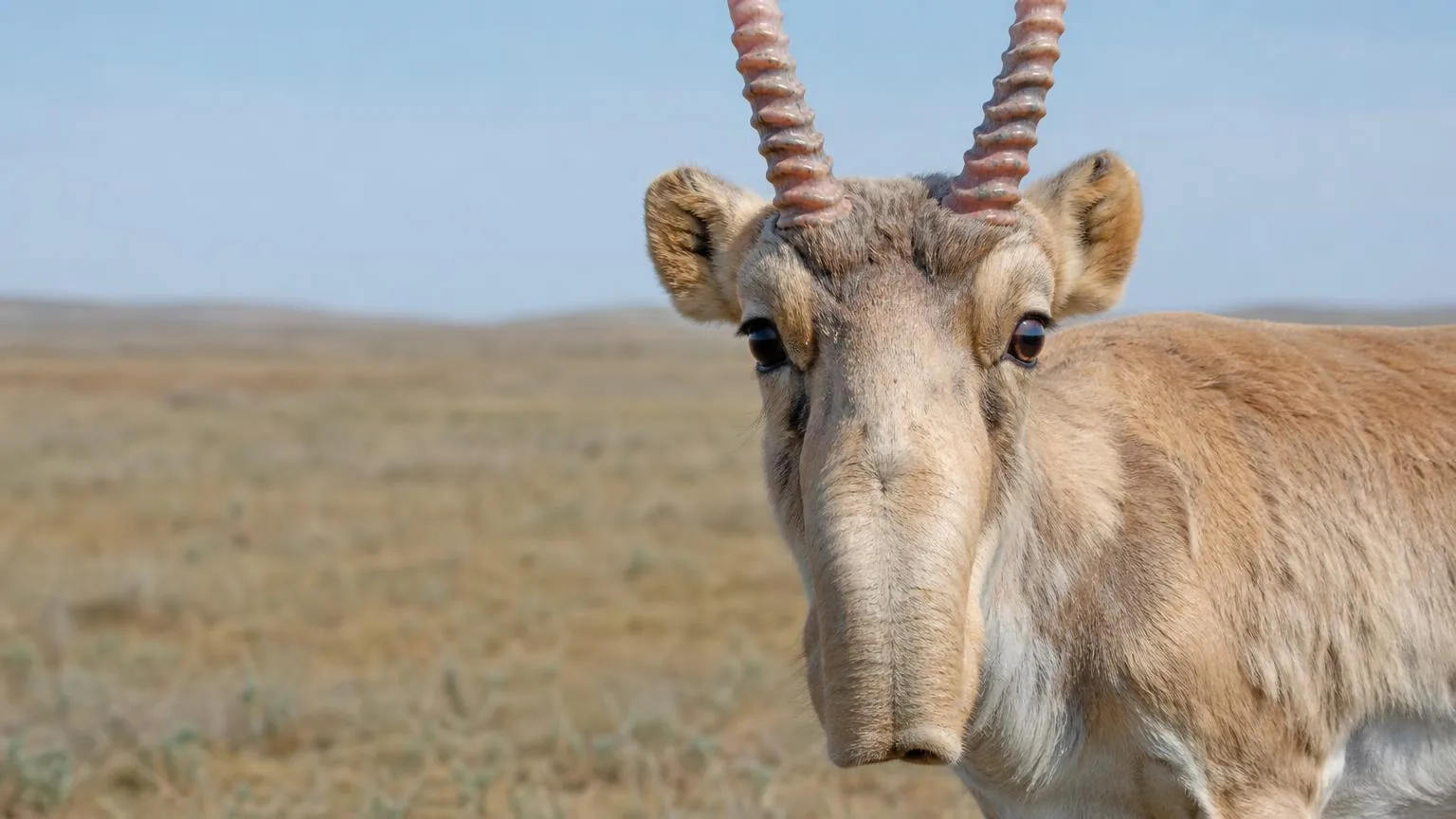 Close portrait of a saiga antelope's distinctive face