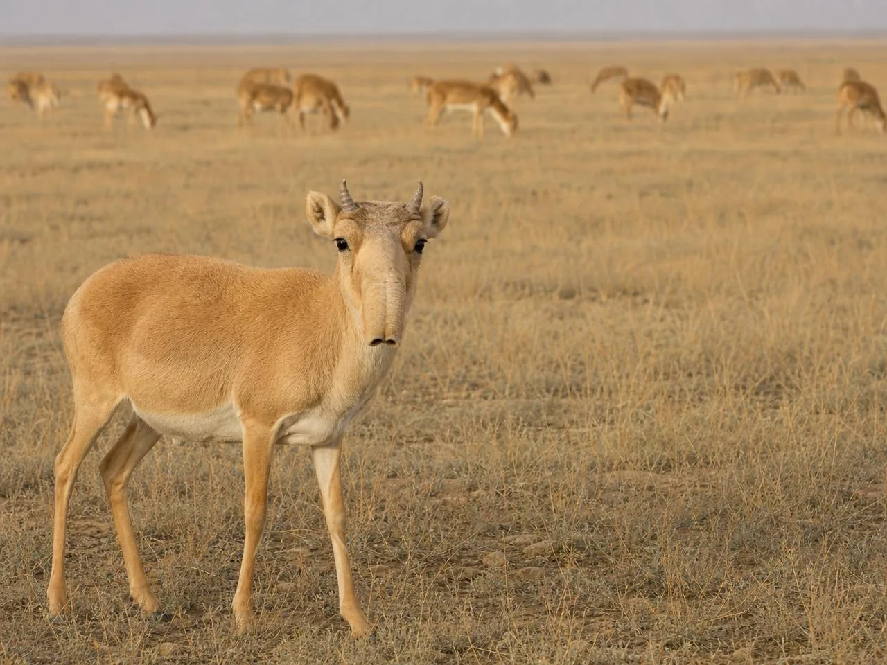 A saiga standing among a distant herd on the steppe