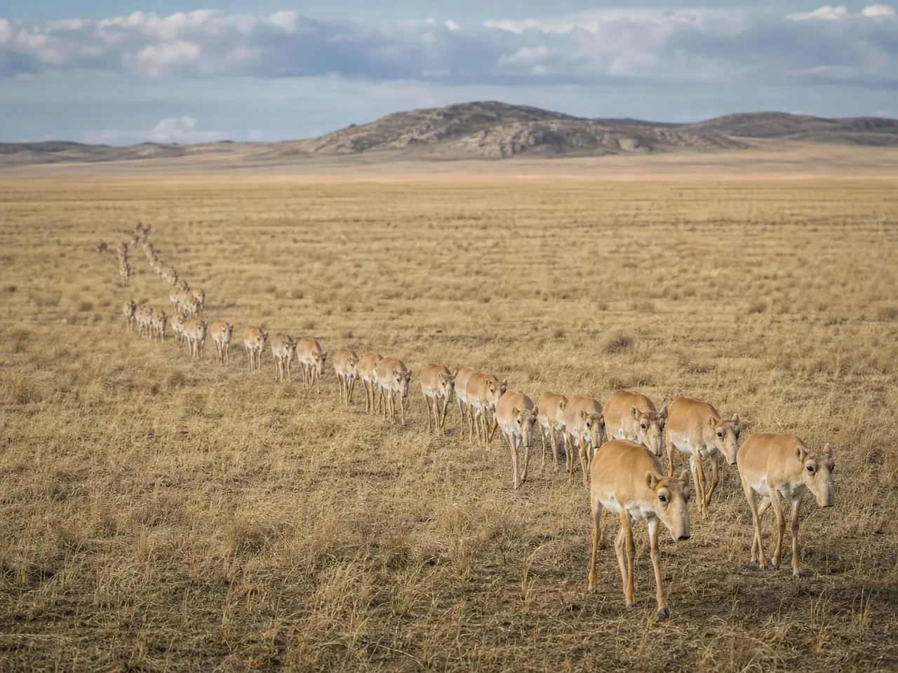 A migrating herd of saiga crossing the steppe