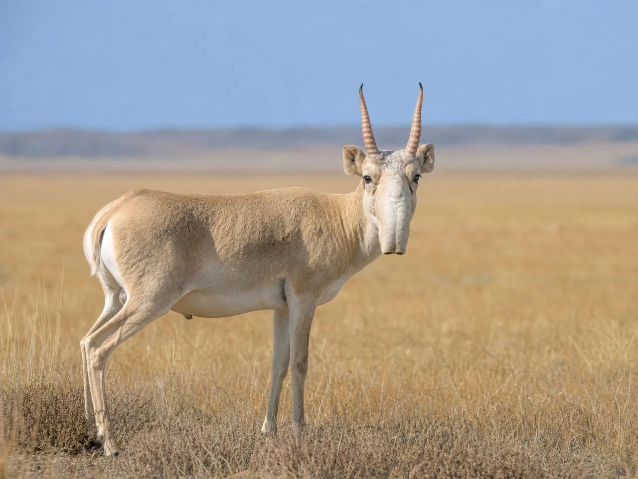 A saiga standing alert in open grassland