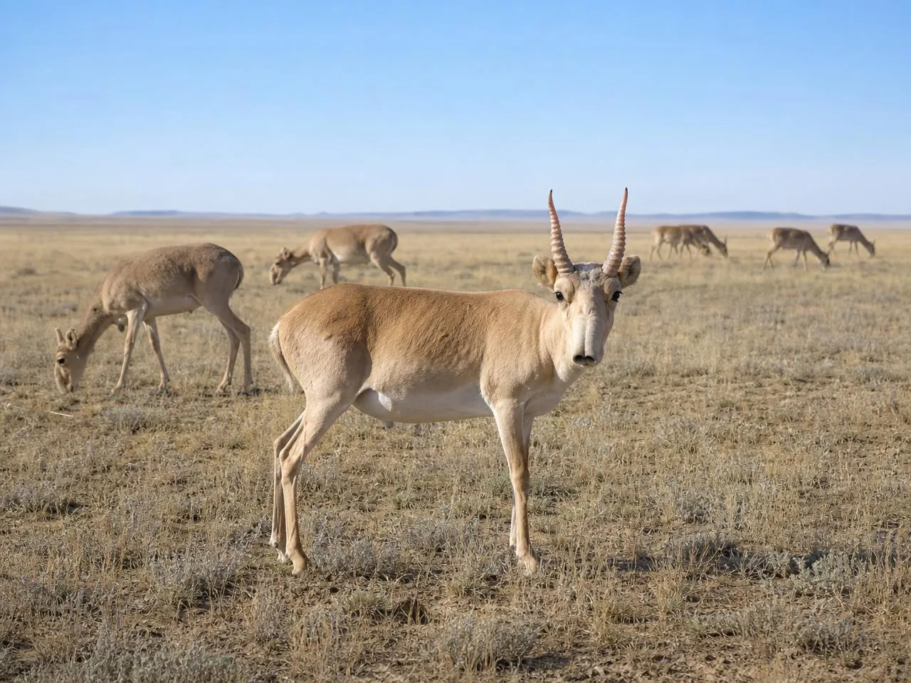Saiga grazing safely in protected grassland